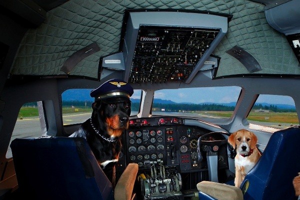 Anjing Anda Takut Naik Pesawat? Latih Dulu di Sini