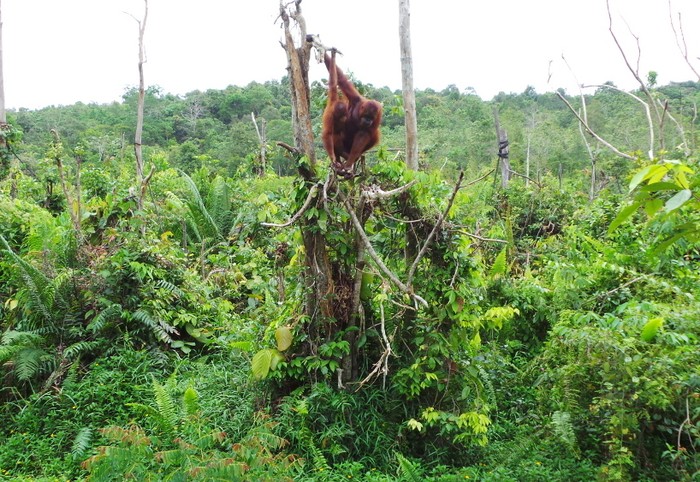 Menengok Rumah Orangutan di Kalimantan