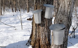 Pembuatan Sirop Maple secara Tradisional Masih Dilakukan di Kanada