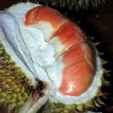 Pengiriman Buah Durian Merah Dikeluhkan, Ini Jawaban Bupati Anas