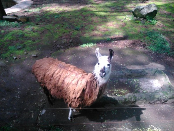 Tak Cuma di Bogor, Taman Safari yang Keren Juga Ada di Prigen