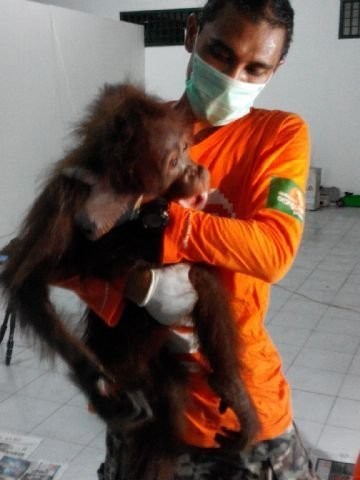 Orangutan di Kaltim Juga Alami Luka Mirip Kena Tembak