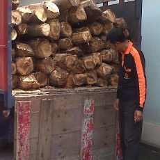 Dua Pencuri Satu Truk Kayu Jati Diringkus, 15 Lainnya Buron