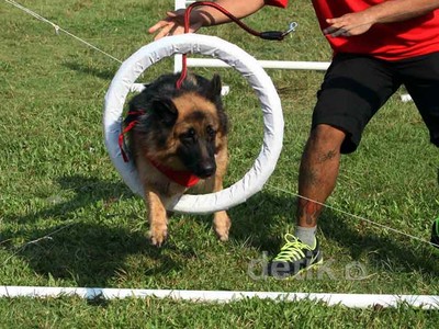 Lomba Lari untuk Anjing