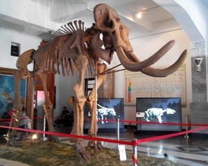 Penghuni Baru Museum Geologi Bandung: Fosil Gajah Raksasa