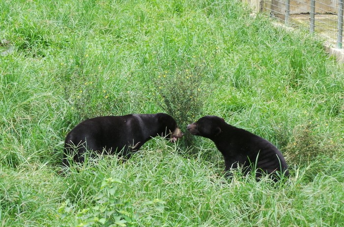 Beruang Terkecil di Dunia Ada di Kalimantan