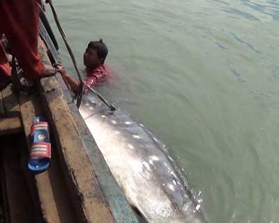 Seekor Hiu Tutul Mati Terdampar di Pelabuhan Tanjung Perak