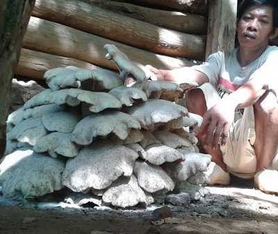 Jamur Raksasa Tumbuh di Pekarangan Rumah Warga Pacitan