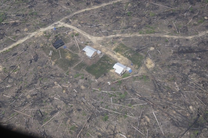 Jadi Kebun Sawit, Ini Penampakan TN Tesso Nilo Riau yang Porak Poranda