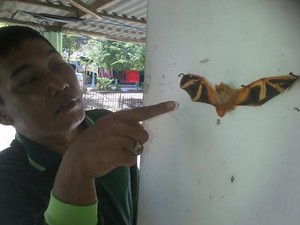Ditaruh di Toples dan Tak Diberi Makan, Kelelawar Oranye Situbondo Akhirnya Mati