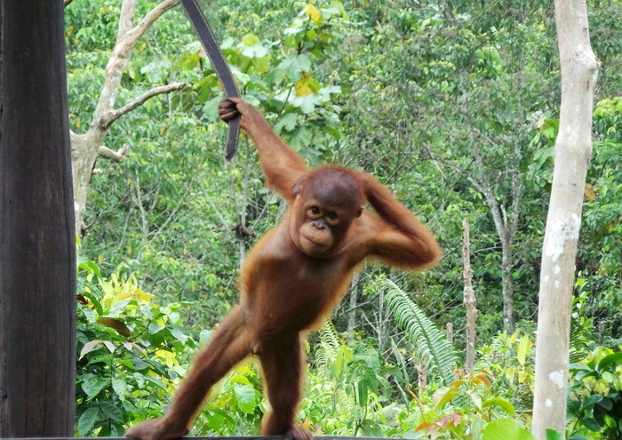 Si Narsis Ical, Orangutan yang Senang Difoto