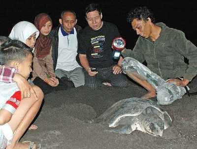 Pengunjung Pantai Boom Dibatasi Jadi Penyebab Penyu Rajin Bertelur Pengunjung Pantai Boom Dibatasi Jadi Penyebab Penyu Rajin Bertelur