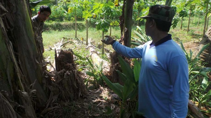 BKSDA Jateng Telusuri Hewan yang Diduga Beruang, Ini Dugaan Awal Mereka
