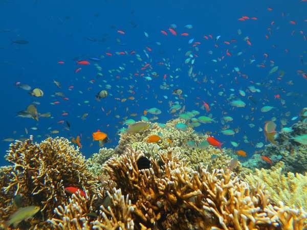 5 Spot Snorkeling Paling Top di Bali