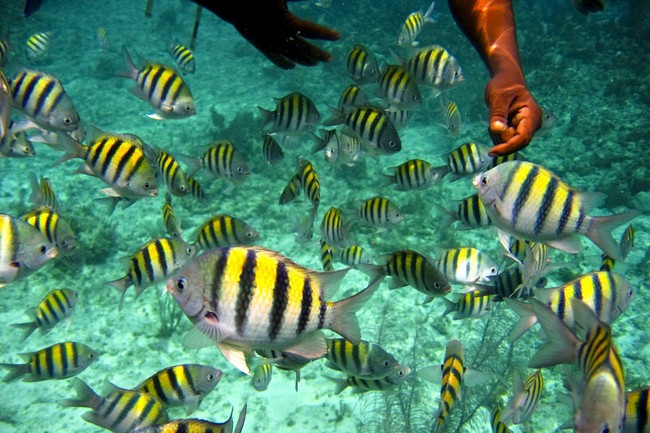 8 Destinasi Snorkeling Terbaik di Dunia (1)