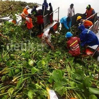 Eceng Gondok, Hadiah Raja Thailand ke Raja Bali yang Ganggu Ekonomi