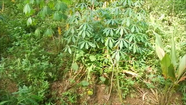 Jejak-jejak Kemunculan Hewan yang Diduga Beruang di Banyumas