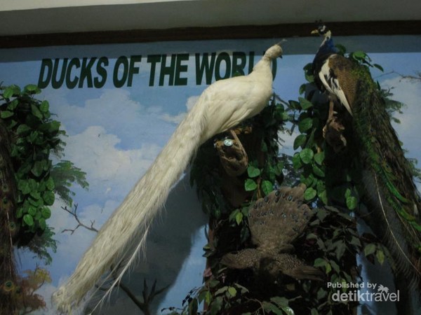 23++ Merak hijau burung merak putih terbaru