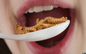 Tiongkok Uji Coba Konsumsi Larva untuk Misi Luar Angkasa