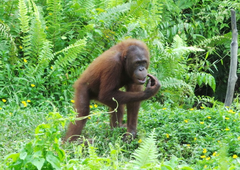Tiny disebut sebagai orangutan paling pintar (Shafa/detikTravel) Tiny disebut sebagai orangutan paling pintar (Shafa/detikTravel)
