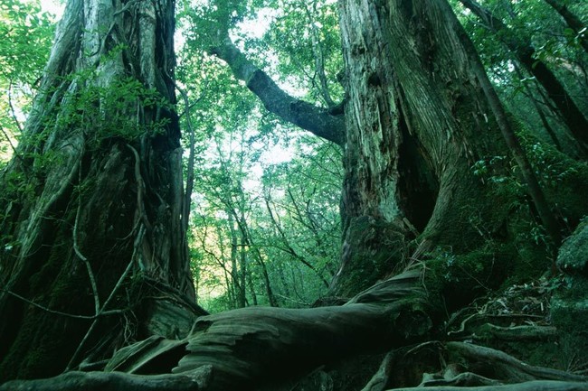 Punya Nyali? Ini 5 Hutan Paling Berhantu di Dunia