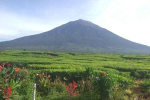 Mendaki Kerinci, Atapnya Sumatera