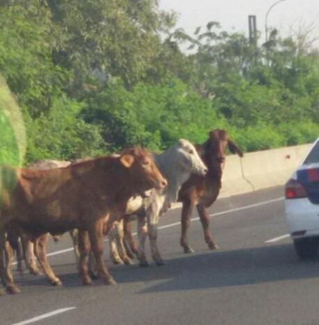 Polisi: Sapi yang Lepas di Tol JORR Keturunan Australia