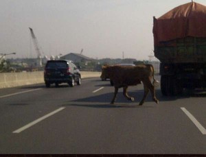 Ini Sapi yang Berkeliaran di Tol JORR Cakung-Cilincing