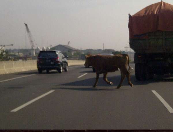 Ini Sapi yang Berkeliaran di Tol JORR Cakung-Cilincing