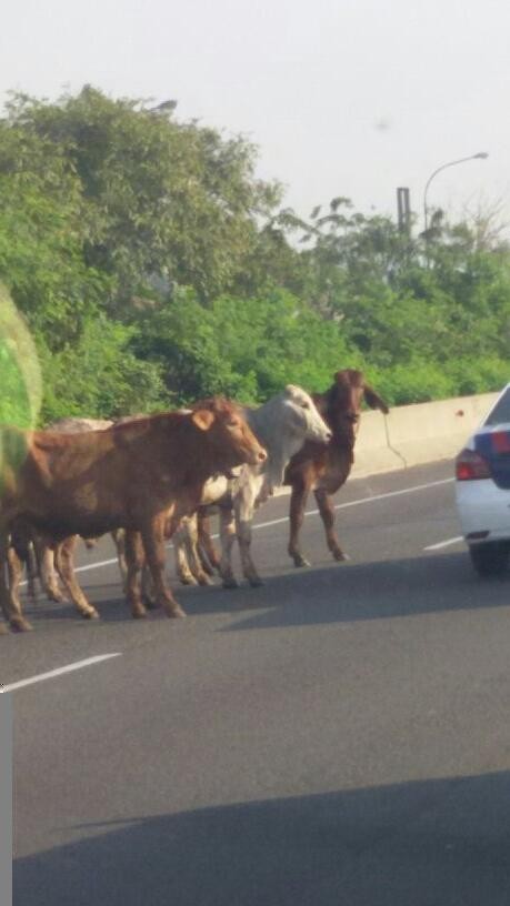 Polisi: Total Ada 13 Sapi Australia di Truk, 6 Ditembak