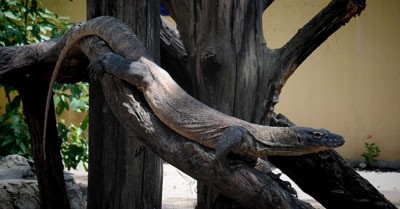 Komodo Koleksi KBS Mati Akibat Diracun?