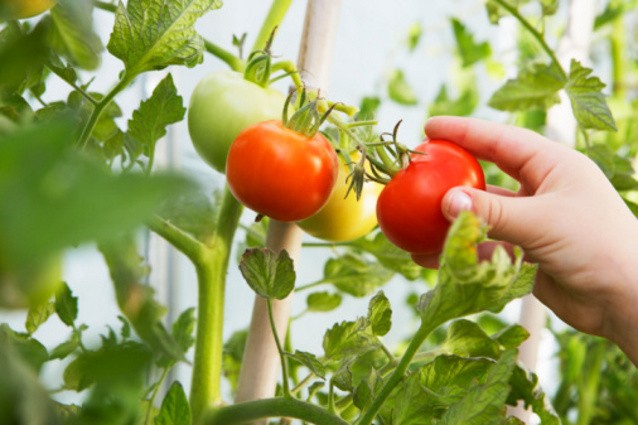 Agar Gula Darah Tetap Stabil, Penderita Diabetes Perlu Konsumsi Jamur dan Tomat