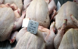 Ayam Pedaging Khusus Diternak untuk Kualitas Daging yang Bagus