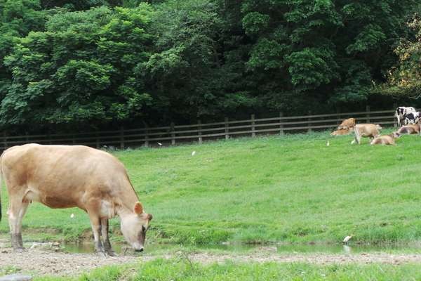 Di Selandia Baru, Jadi Peternak Sapi Bisa Beli Pesawat dan Kapal Pesiar