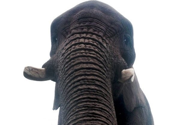 Ketika Gajah Ikutan Foto Selfie di Taman Safari