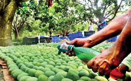 Geger Buah Berformalin, Polisi Bangladesh Dirikan Pos-pos Pemeriksaan