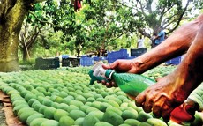 Geger Buah Berformalin, Polisi Bangladesh Dirikan Pos-pos Pemeriksaan