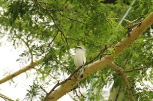 Teluk Brumbun, Surga Tersembunyi Si Burung Jalak Bali