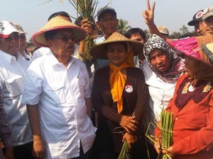 Panen Padi Bersama Petani, JK: Kita Perbaiki Infrastruktur Pertanian