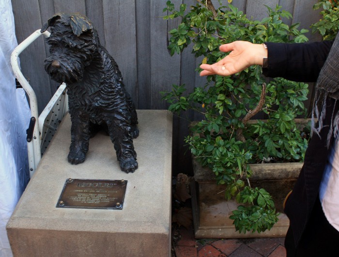 Guk! Ada Anjing Mirip Hachiko di Sydney