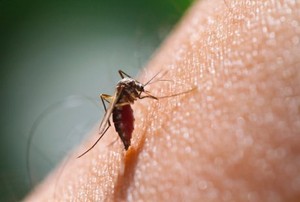 Lumpuhkan Malaria, Ilmuwan Ciptakan Nyamuk yang Hanya Hasilkan Anakan Pejantan