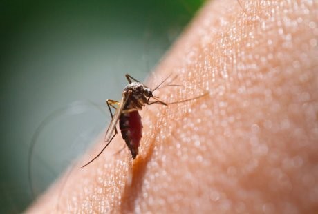 Lumpuhkan Malaria, Ilmuwan Ciptakan Nyamuk yang Hanya Hasilkan Anakan Pejantan