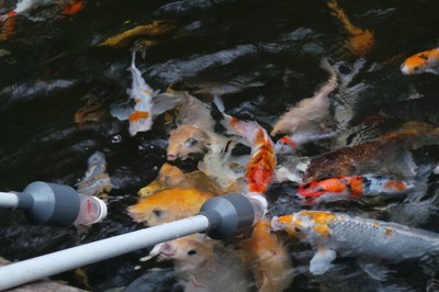 Akhir Pekan di TMII, Asyiknya Menyusui Ikan Koi
