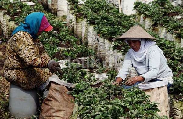 Untuk Kurangi Kemiskinan, Prabowo Andalkan Pertanian