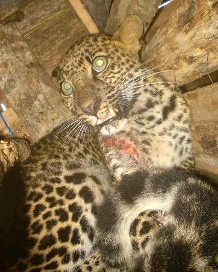 Sebelum Masuk Kandang Ayam Macan  Tutul  di Cilacap Sudah 