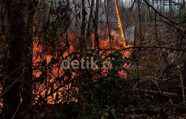 Menhut: Waspadai Kebakaran Hutan Akibat El Nino