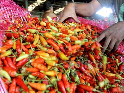 Harga Cabai Turun Jelang Ramadan