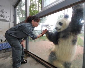 China Tak Mau Panda Ikut-ikutan Tebak Hasil Laga Piala Dunia