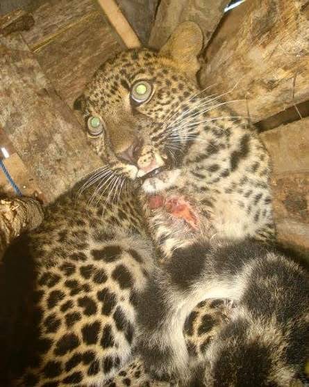 Ini Upaya Untuk Selamatkan Hidup Macan Tutul yang Terluka di Cilacap