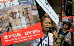 Hindari Protes, Penduduk Yulin Percepat Festival Daging Anjing